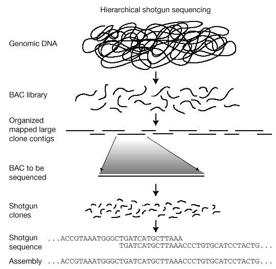 The Ethical and Biological Journey of the Human Genome Project