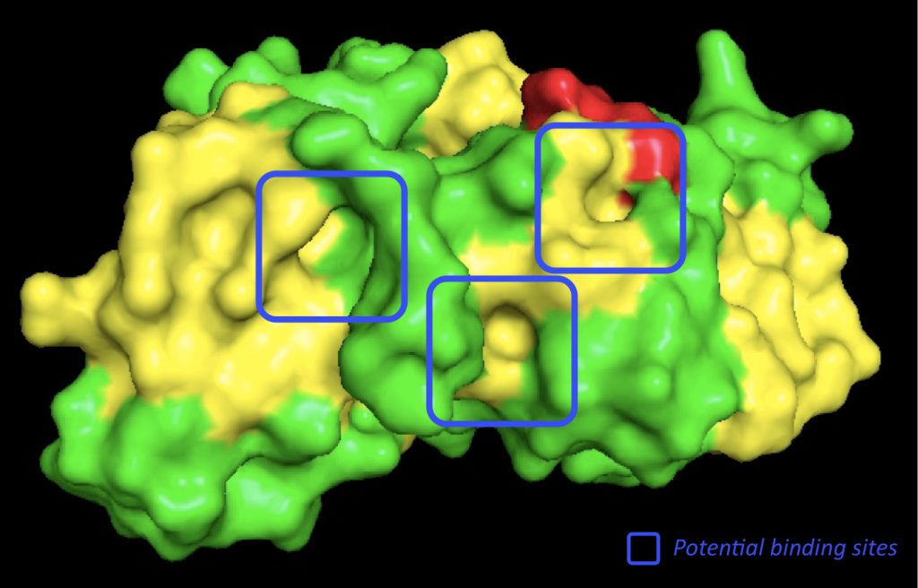 Turning the tide with thalidomide - syn·op·sis