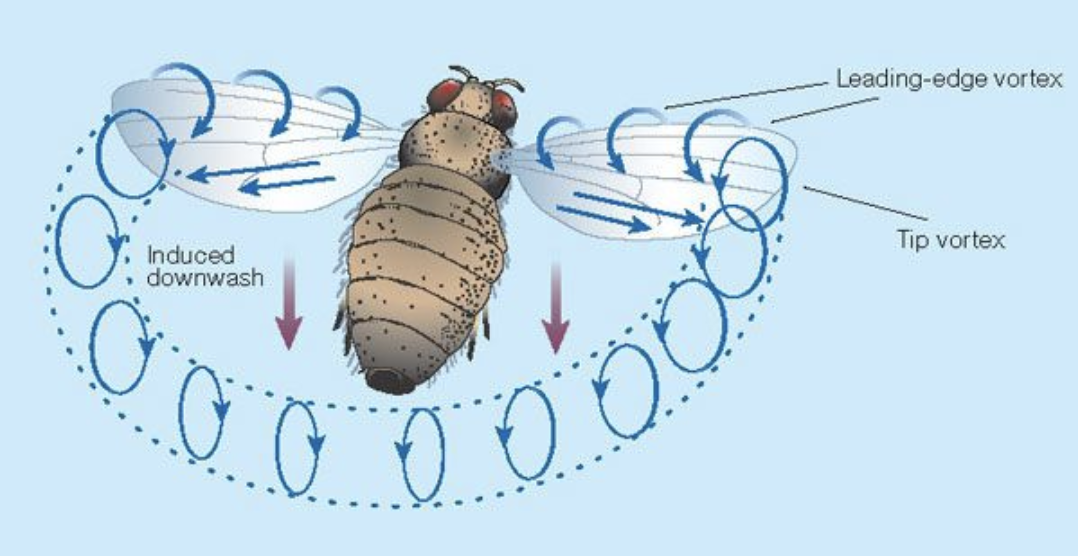 “According to all known laws of aviation, there is no way a bee should be able to fly,”- The Myth About Bees