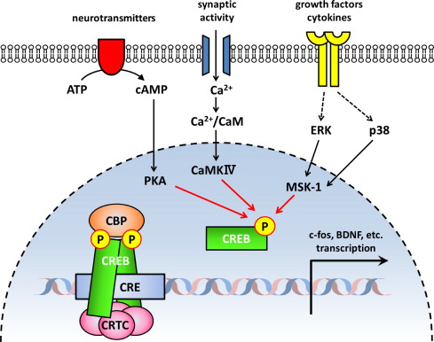 Creb Modulation Forget-me-not: The Legacy of Henry Molaison - syn·op·sis
