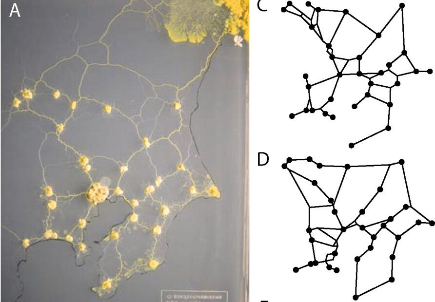Adaptive Biological Networks