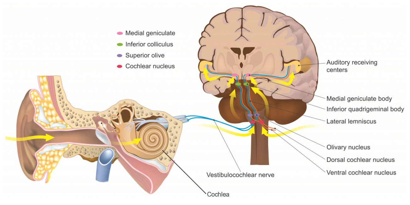 Phantom Sounds in the Pandemic