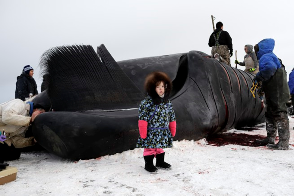 Utqiaġvik whale hunters explain the cutting process of the hunted whale to children as they continue to pass down traditional knowledge to younger generations