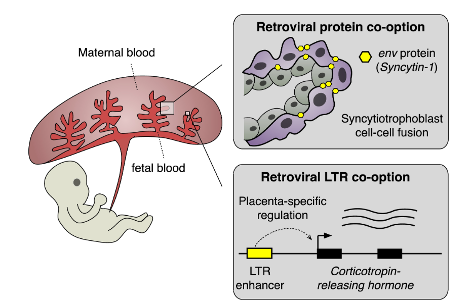 From Viral Invaders to Evolutionary Enablers: Viruses and the Mammalian Placenta