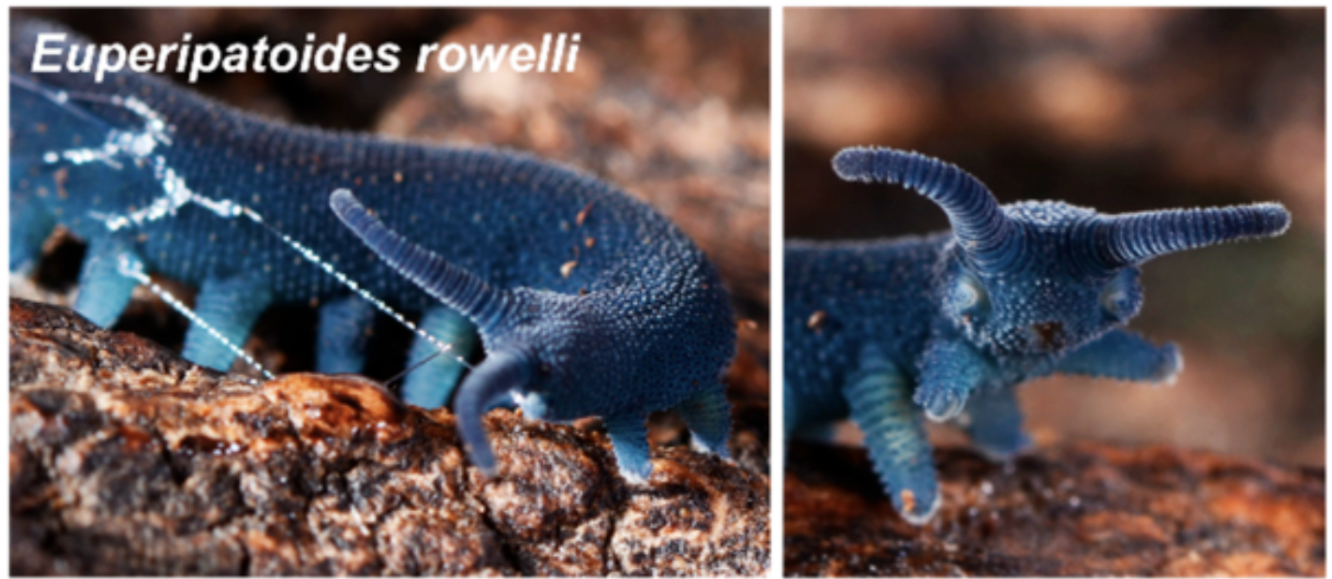 Euperipatoides rowelliand, a species of velvet worm, with excreted slime