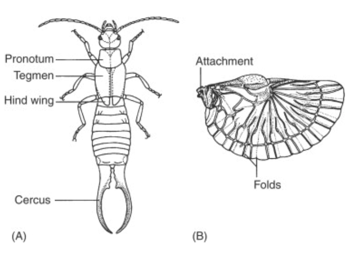 Earwigs: Beneficial Pest or Wine Making Stress?