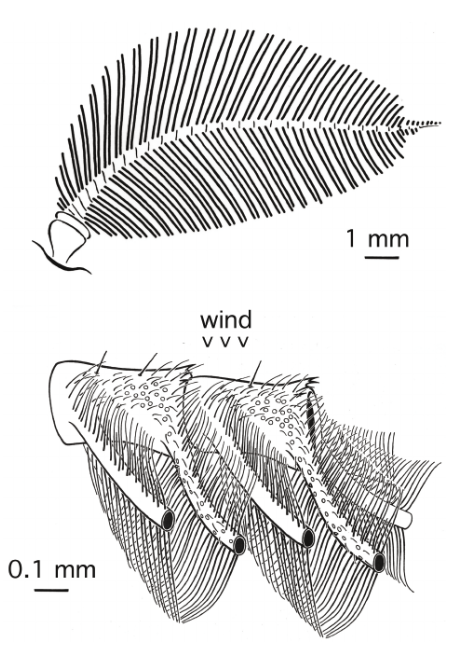 The Evolution of Robots and Their Secret to Smelling Good