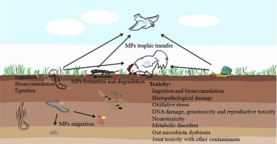 Unveiling the Environmental and Health Impacts of Microplastics
