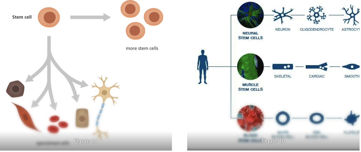 Stem Cells? There’s More to Them Than You Think. 