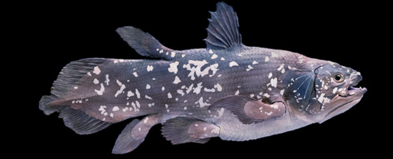 Ancient Fish, Modern Foundations:  How Coelacanth Fish Reshape Architecture