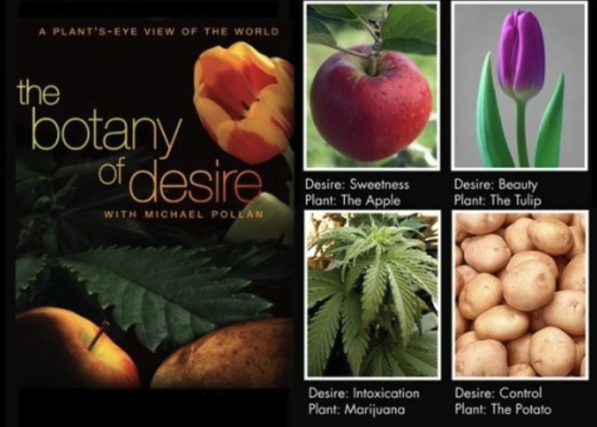 Beyond Bioinvasion: Uncovering the Mutualistic Benefits of Human-Ornamental Plant Relationships