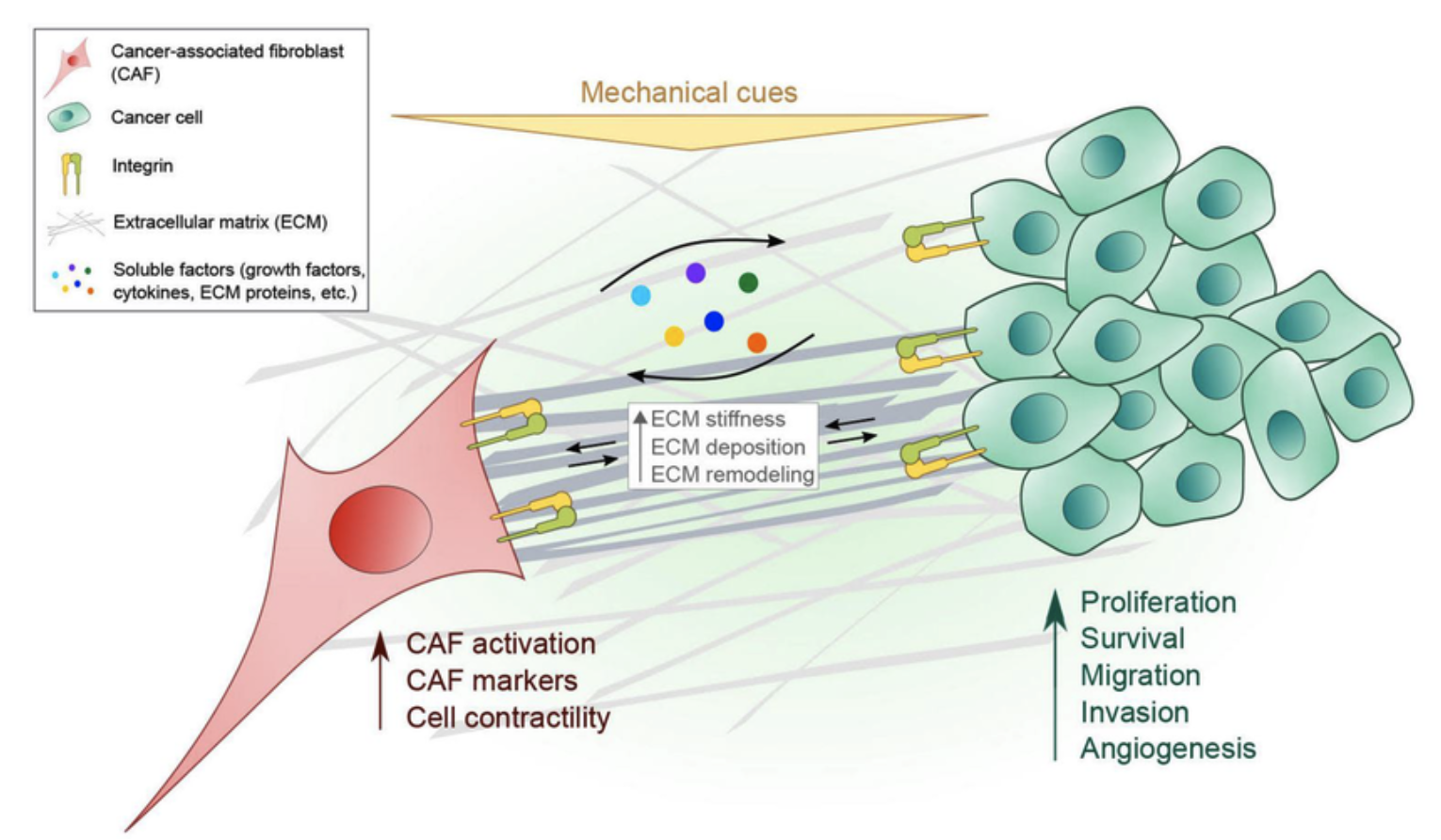Reversing Drug Resistance in Cancer Cells